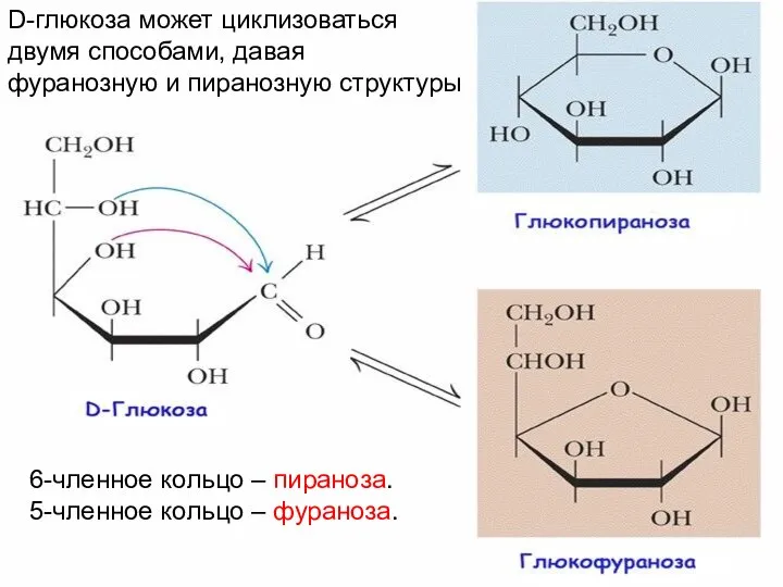 D-глюкоза может циклизоваться двумя способами, давая фуранозную и пиранозную структуры 6-членное