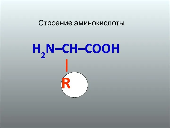 Строение аминокислоты H2N–CH–COOH | R