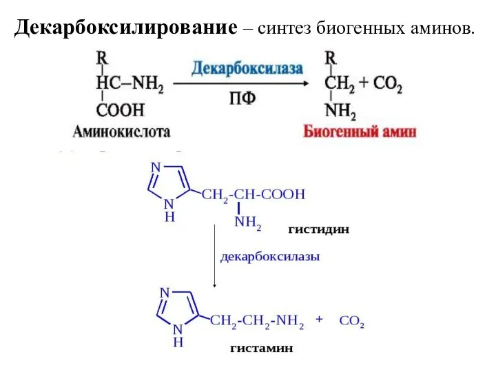 Декарбоксилирование – синтез биогенных аминов.