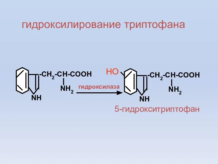 -CH2-CH-COOH NH2 NH гидроксилирование триптофана -CH2-CH-COOH NH2 NH НО гидроксилаза 5-гидрокситриптофан