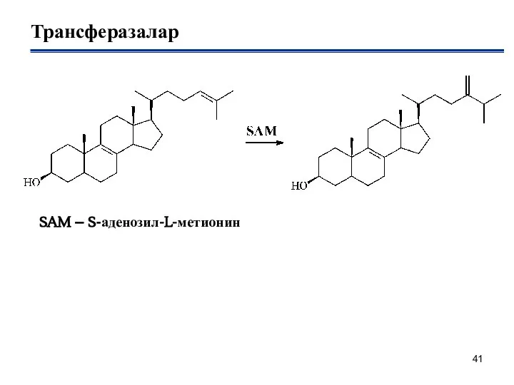 Трансферазалар SAM – S-аденозил-L-метионин