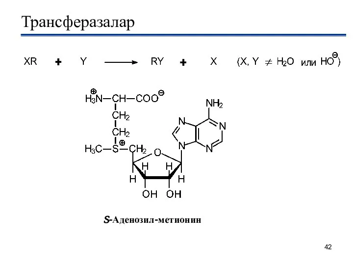 Трансферазалар S-Аденозил-метионин