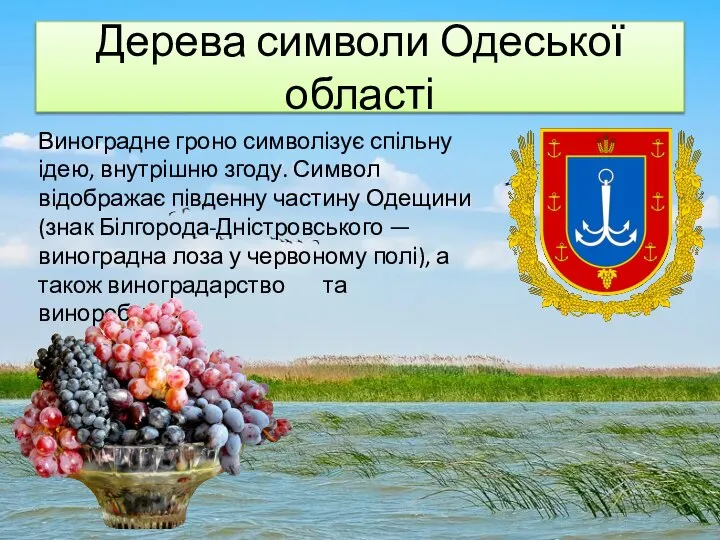 Дерева символи Одеської області Виноградне гроно символізує спільну ідею, внутрішню згоду.