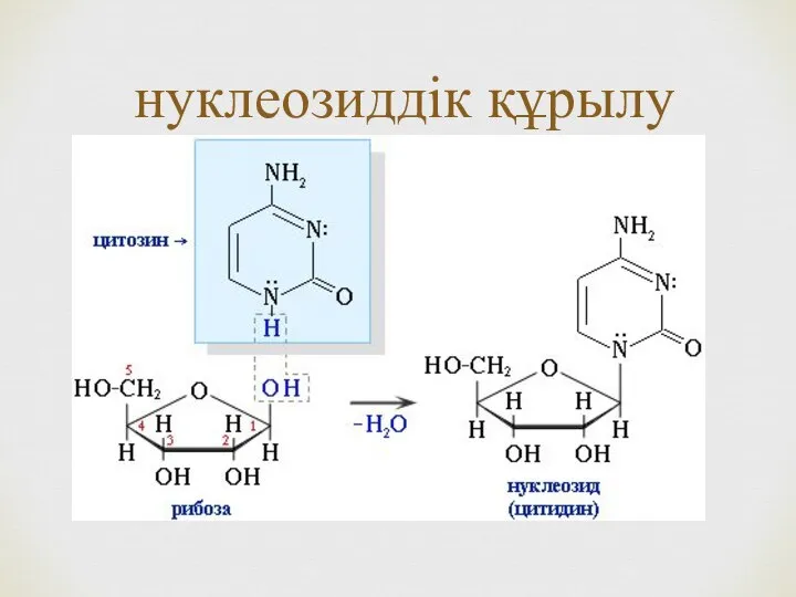 нуклеозиддік құрылу