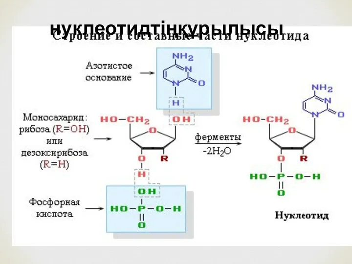 нуклеотидтіңқұрылысы