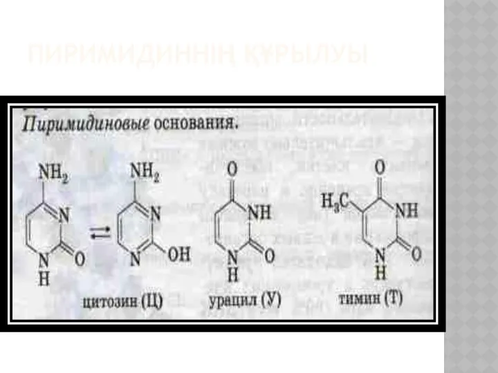 ПИРИМИДИННІҢ ҚҰРЫЛУЫ