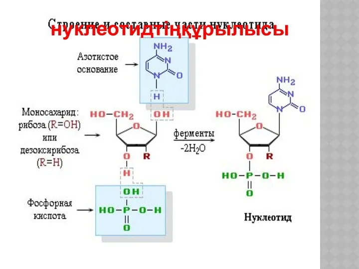 нуклеотидтіңқұрылысы