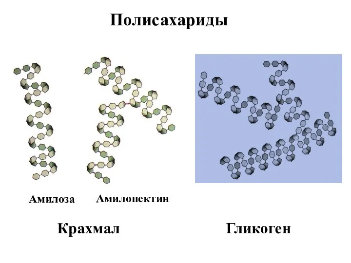 Полисахариды Крахмал Гликоген Амилоза Амилопектин