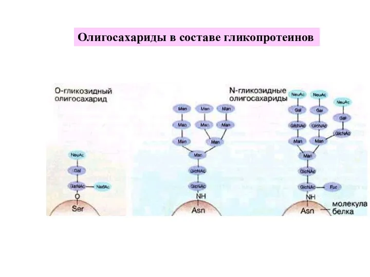 Олигосахариды в составе гликопротеинов