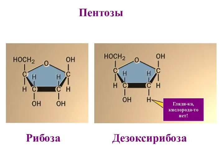 Пентозы Гляди-ка, кислорода-то нет! Рибоза Дезоксирибоза
