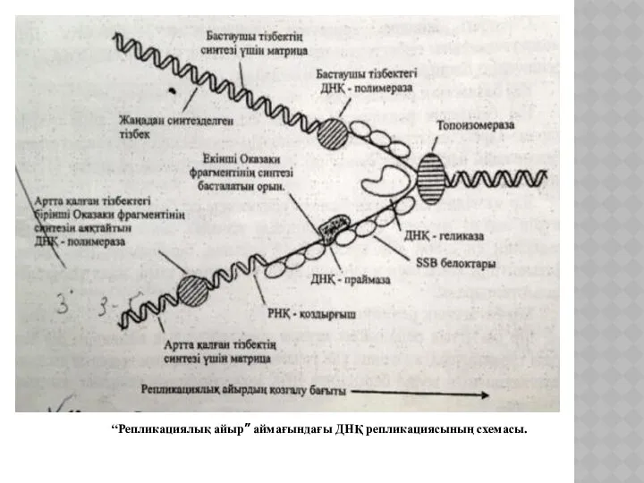 “Репликациялық айыр” аймағындағы ДНҚ репликациясының схемасы.