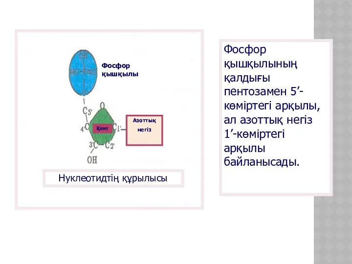 Нуклеотидтің құрылысы Фосфор қышқылы Қант Азоттық негіз Фосфор қышқылының қалдығы пентозамен