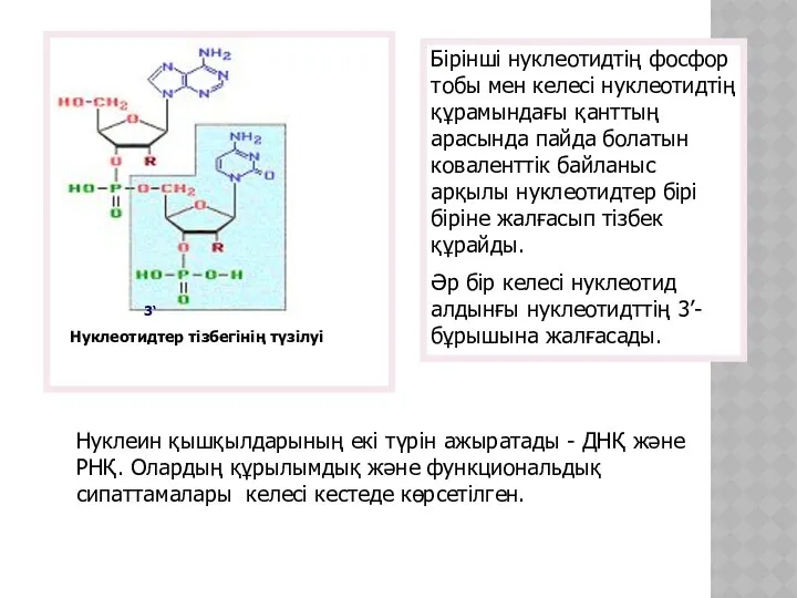 Нуклеотидтер тізбегінің түзілуі Бiрiншi нуклеотидтiң фосфор тобы мен келесi нуклеотидтiң құрамындағы