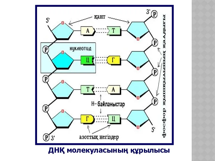 ДНҚ молекуласының құрылысы