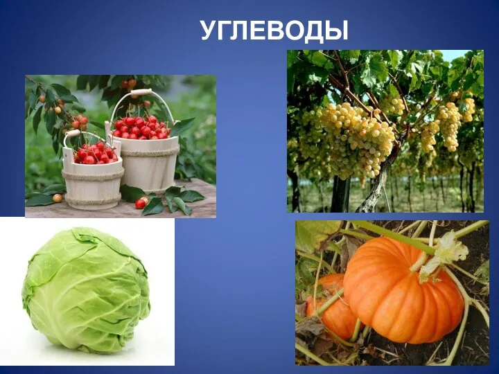 УГЛЕВОДЫ