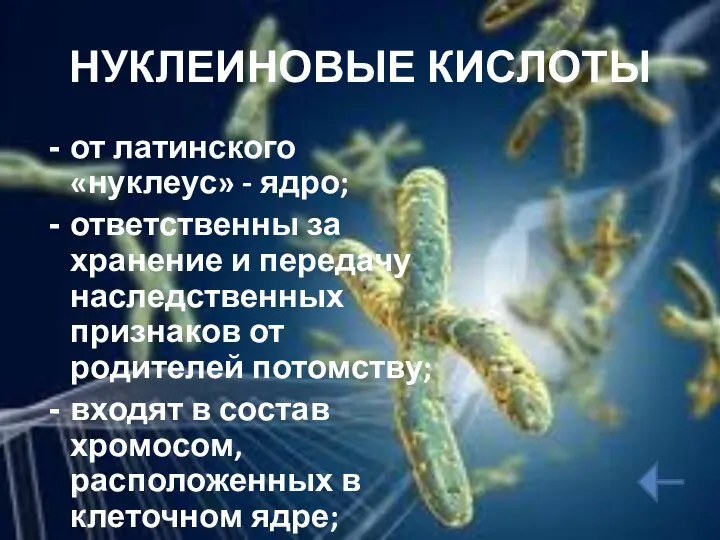 НУКЛЕИНОВЫЕ КИСЛОТЫ от латинского «нуклеус» - ядро; ответственны за хранение и