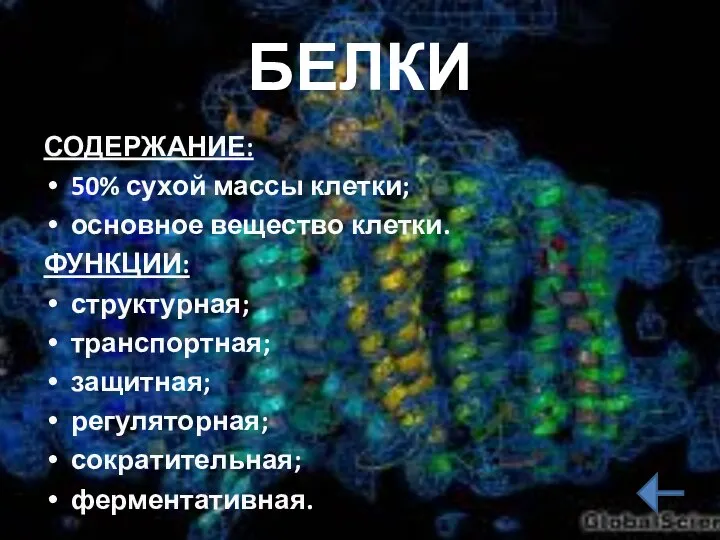 БЕЛКИ СОДЕРЖАНИЕ: 50% сухой массы клетки; основное вещество клетки. ФУНКЦИИ: структурная; транспортная; защитная; регуляторная; сократительная; ферментативная.