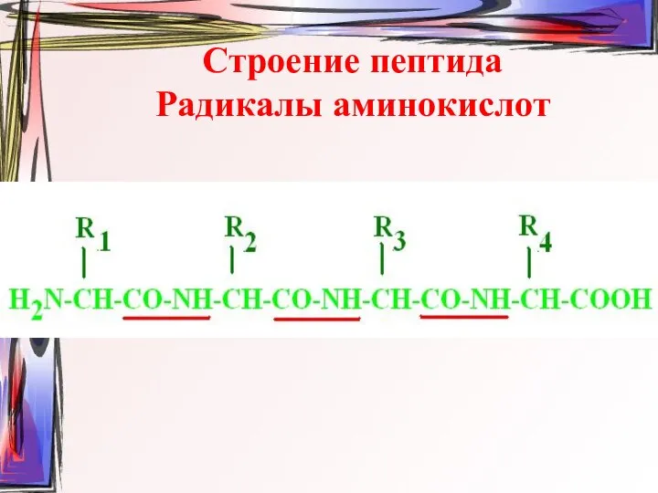 Строение пептида Радикалы аминокислот