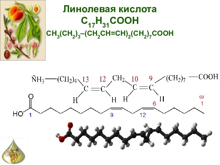 Линолевая кислота С17H31COOH CH3(CH2)3–(CH2CH=CH)2(CH2)7COOH