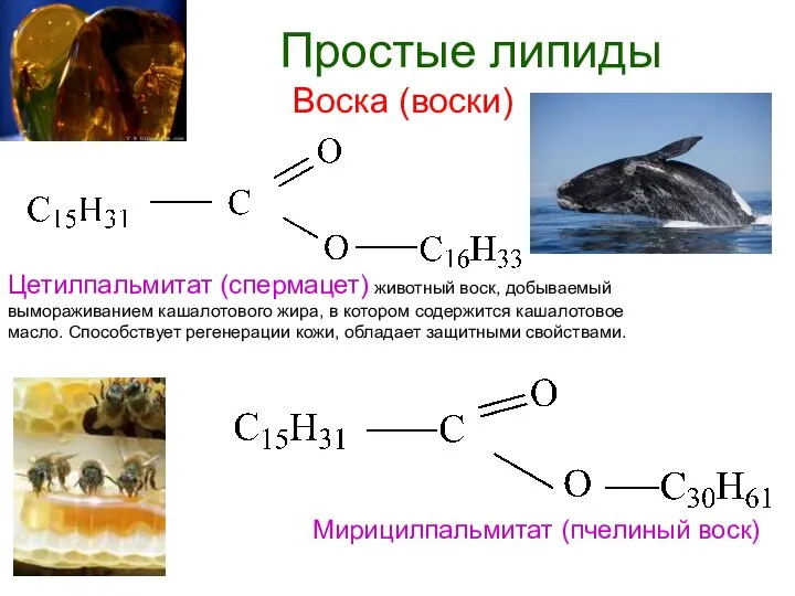 Простые липиды Воска (воски) Цетилпальмитат (спермацет) животный воск, добываемый вымораживанием кашалотового