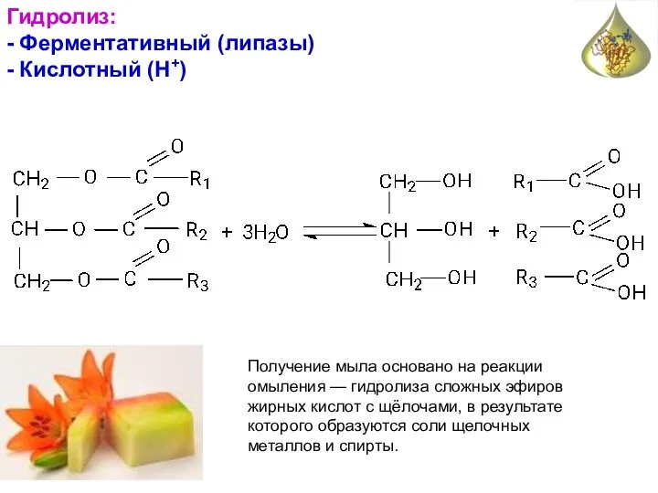 Гидролиз: - Ферментативный (липазы) - Кислотный (Н+) Получение мыла основано на