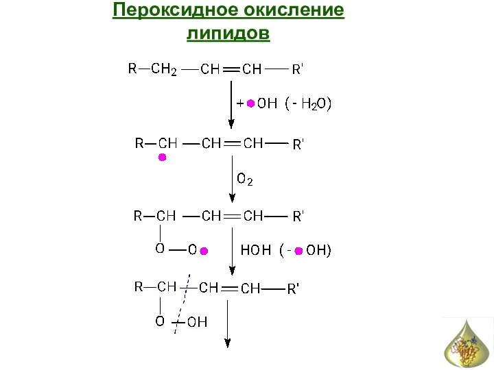 Пероксидное окисление липидов