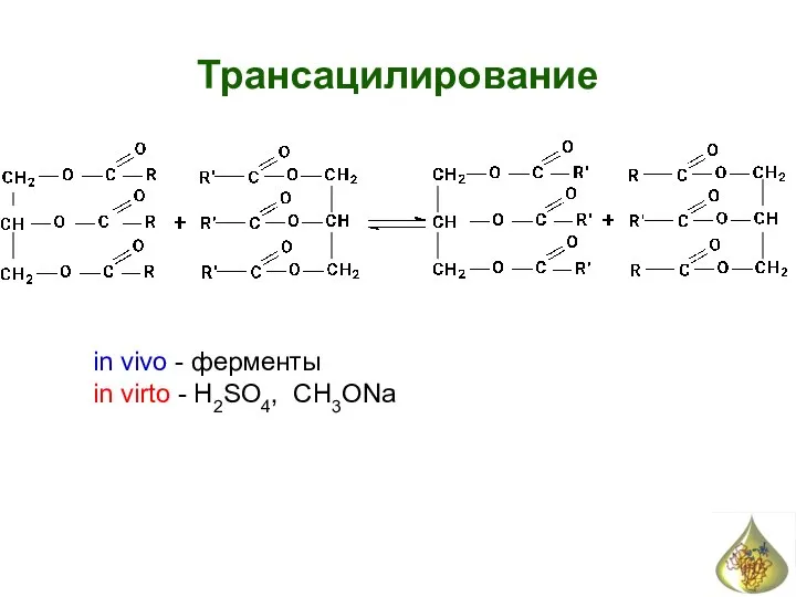 Трансацилирование in vivo - ферменты in virto - H2SO4, CH3ONa