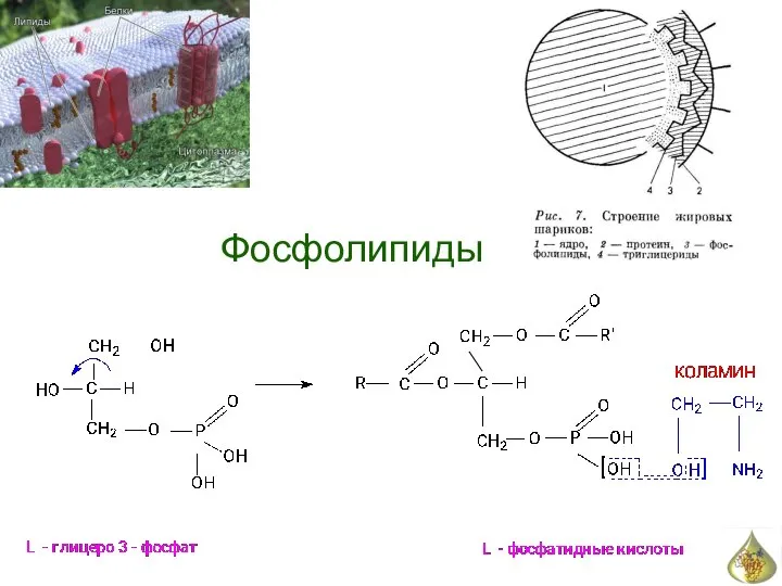 Фосфолипиды