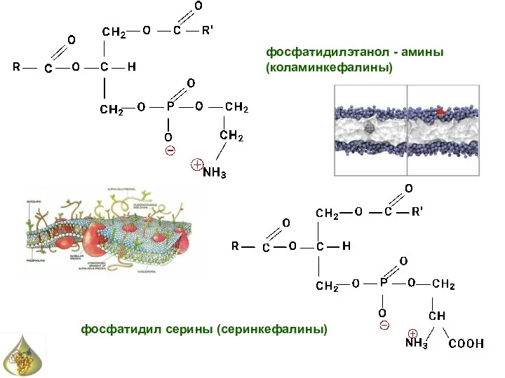 фосфатидил серины (серинкефалины) фосфатидилэтанол - амины (коламинкефалины)