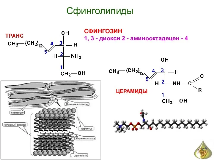 Сфинголипиды СФИНГОЗИН 1, 3 - диокси 2 - аминооктадецен - 4 ЦЕРАМИДЫ