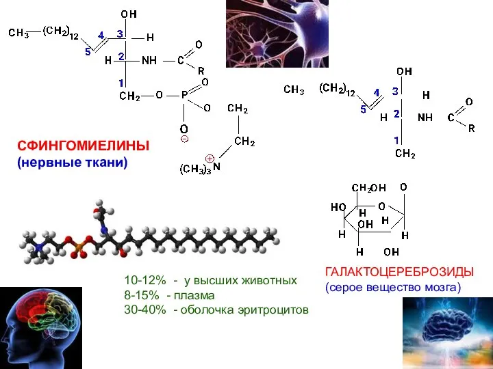 СФИНГОМИЕЛИНЫ (нервные ткани) ГАЛАКТОЦЕРЕБРОЗИДЫ (серое вещество мозга) 10-12% - у высших