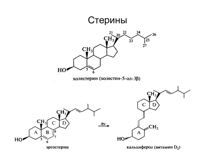 Стерины