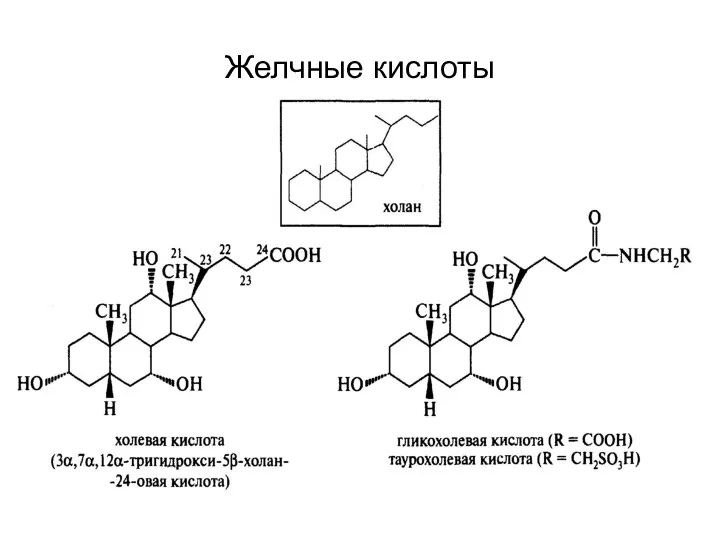 Желчные кислоты