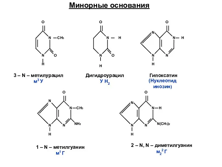 Минорные основания N N Н О О СН3 N N Н