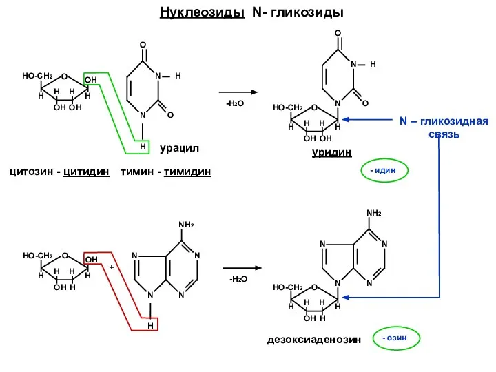 Нуклеозиды N- гликозиды НО-СН2 Н Н ОН О ОН ОН Н