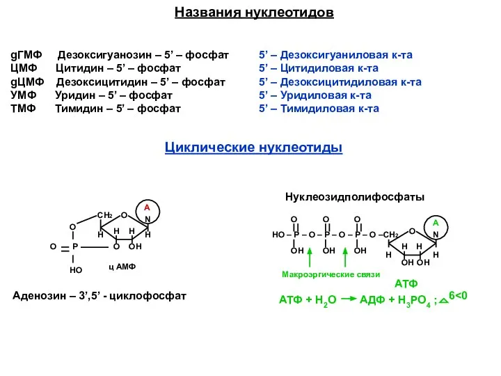 gГМФ Дезоксигуанозин – 5’ – фосфат ЦМФ Цитидин – 5’ –