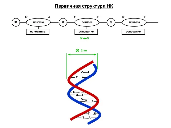 Первичная структура НК Ф Ф Ф пентоза пентоза пентоза 5’ 3’