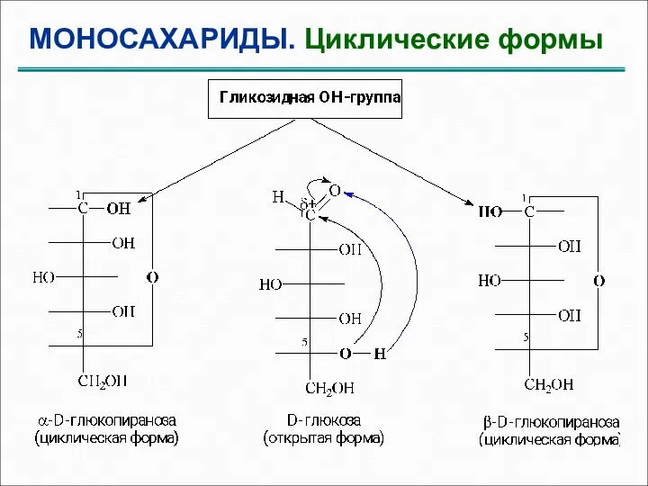 МОНОСАХАРИДЫ. Циклические формы