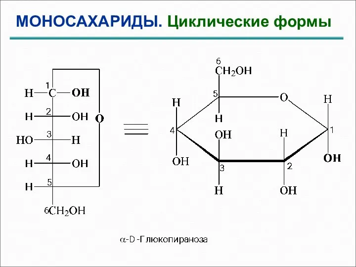 МОНОСАХАРИДЫ. Циклические формы