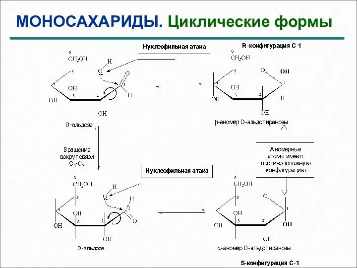 МОНОСАХАРИДЫ. Циклические формы