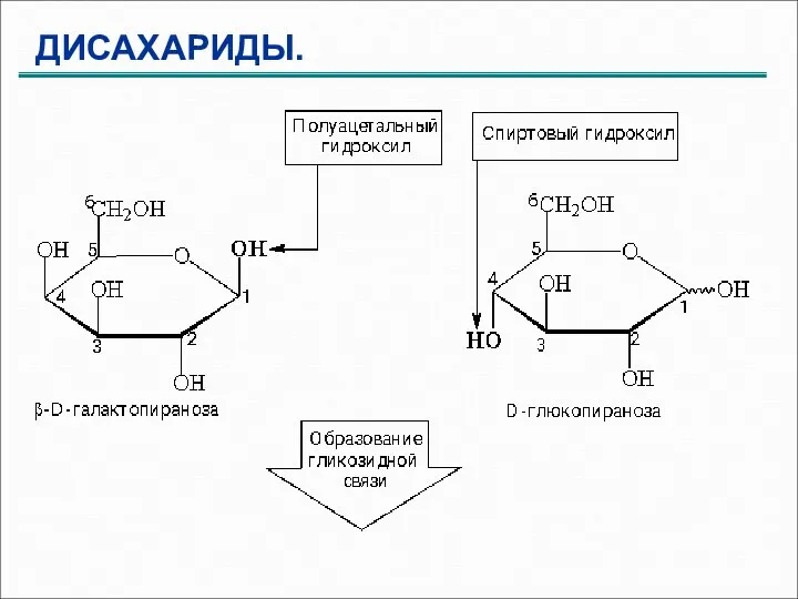 ДИСАХАРИДЫ.