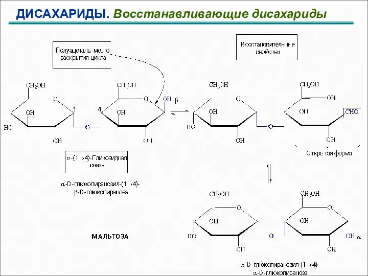 ДИСАХАРИДЫ. Восстанавливающие дисахариды