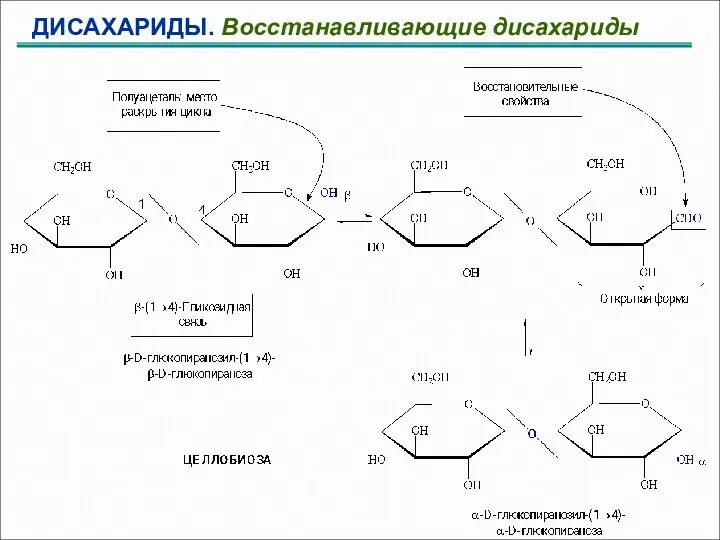 ДИСАХАРИДЫ. Восстанавливающие дисахариды