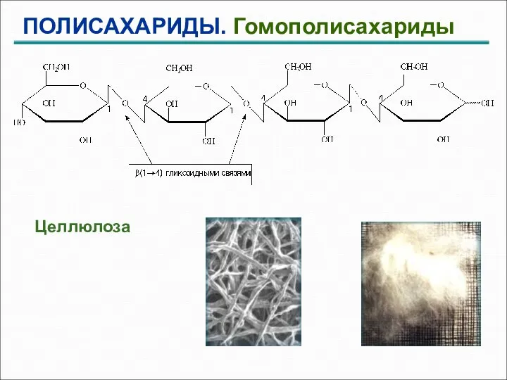 ПОЛИСАХАРИДЫ. Гомополисахариды Целлюлоза