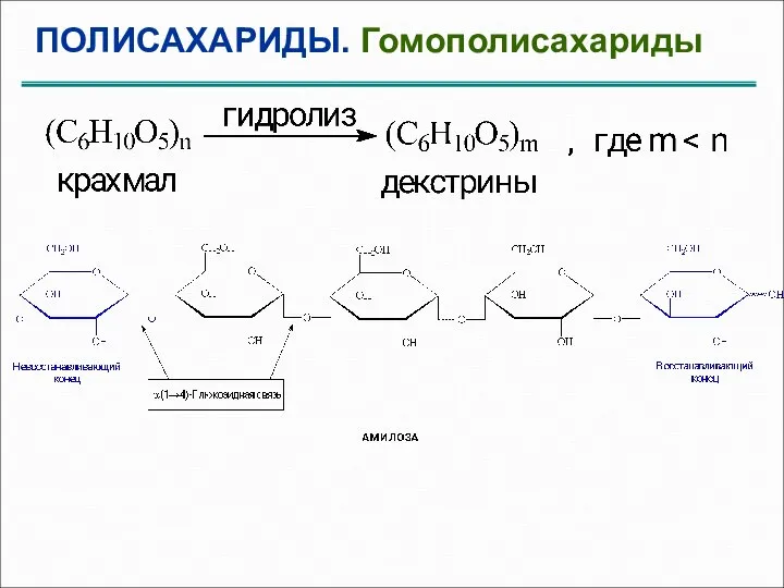 ПОЛИСАХАРИДЫ. Гомополисахариды