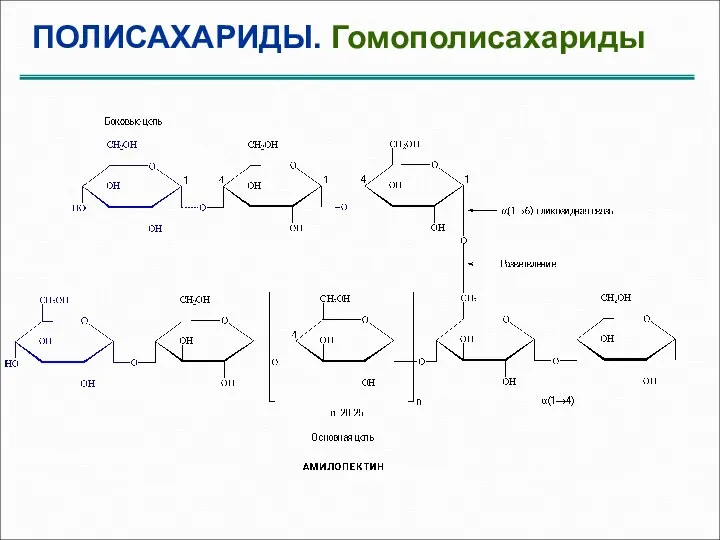 ПОЛИСАХАРИДЫ. Гомополисахариды