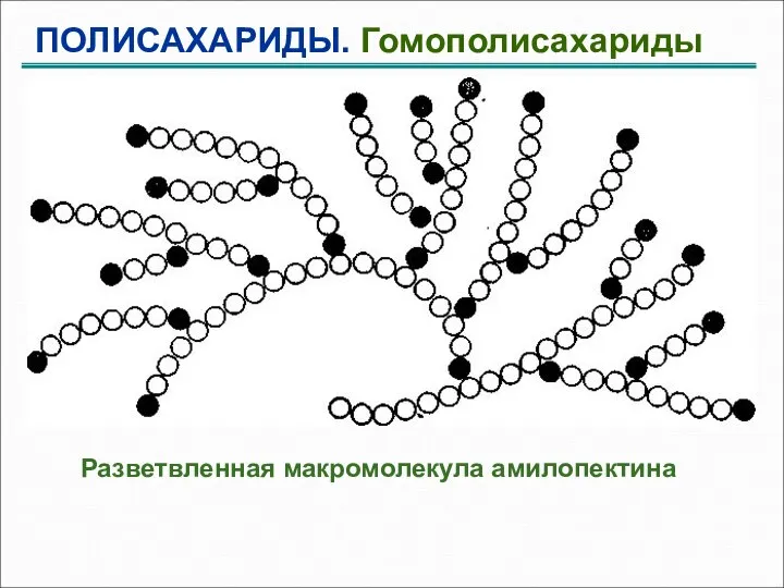 ПОЛИСАХАРИДЫ. Гомополисахариды Разветвленная макромолекула амилопектина