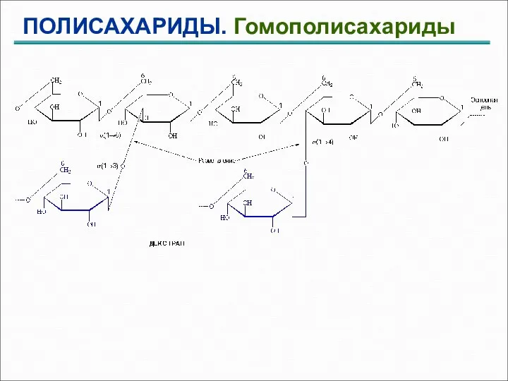 ПОЛИСАХАРИДЫ. Гомополисахариды