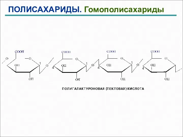 ПОЛИСАХАРИДЫ. Гомополисахариды