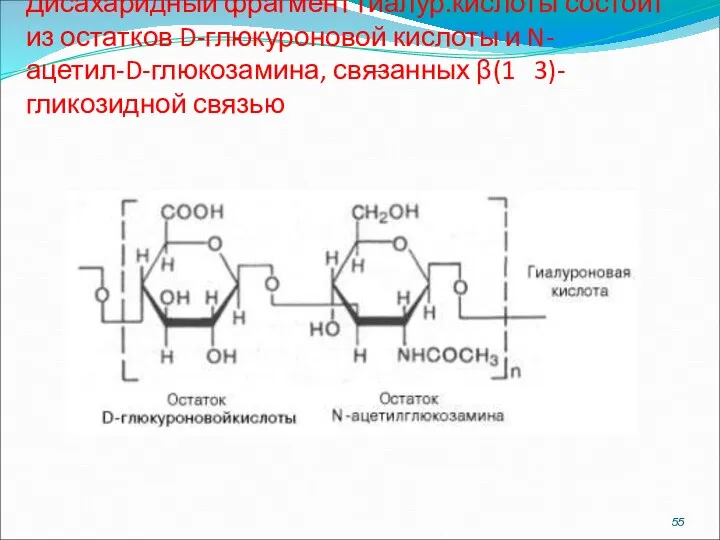 Гиалуроновая кислота Дисахаридный фрагмент гиалур.кислоты состоит из остатков D-глюкуроновой кислоты и N-ацетил-D-глюкозамина, связанных β(1 3)-гликозидной связью